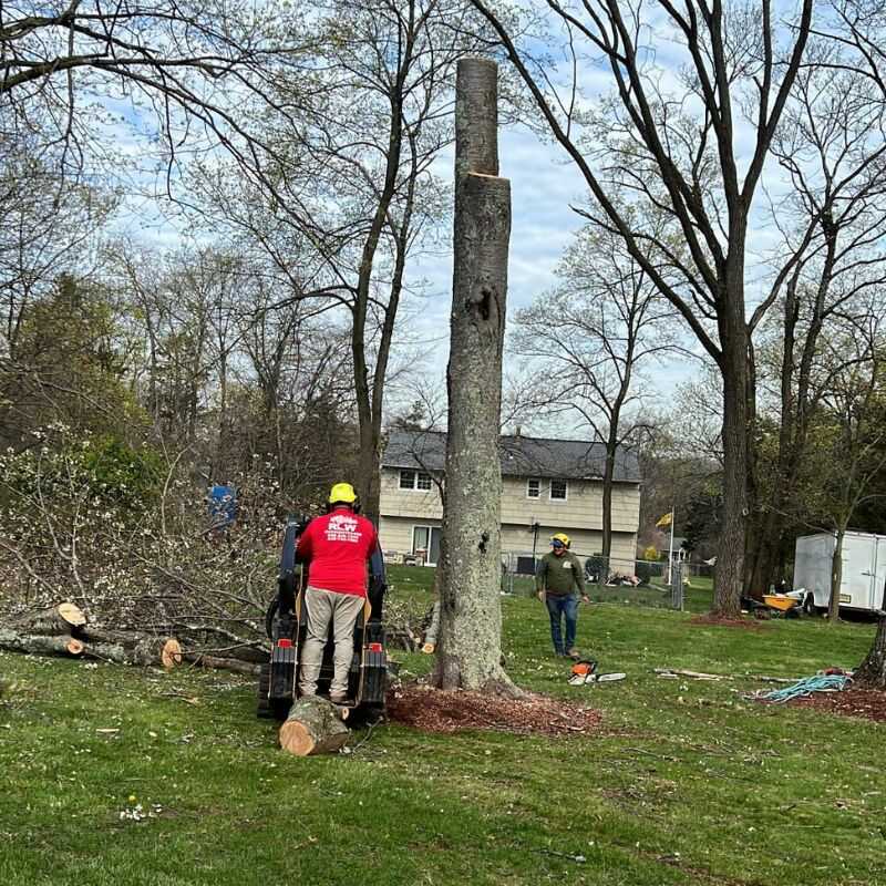 Gallery of Our Tree Service Project-R&W Tree Service LLC (10)