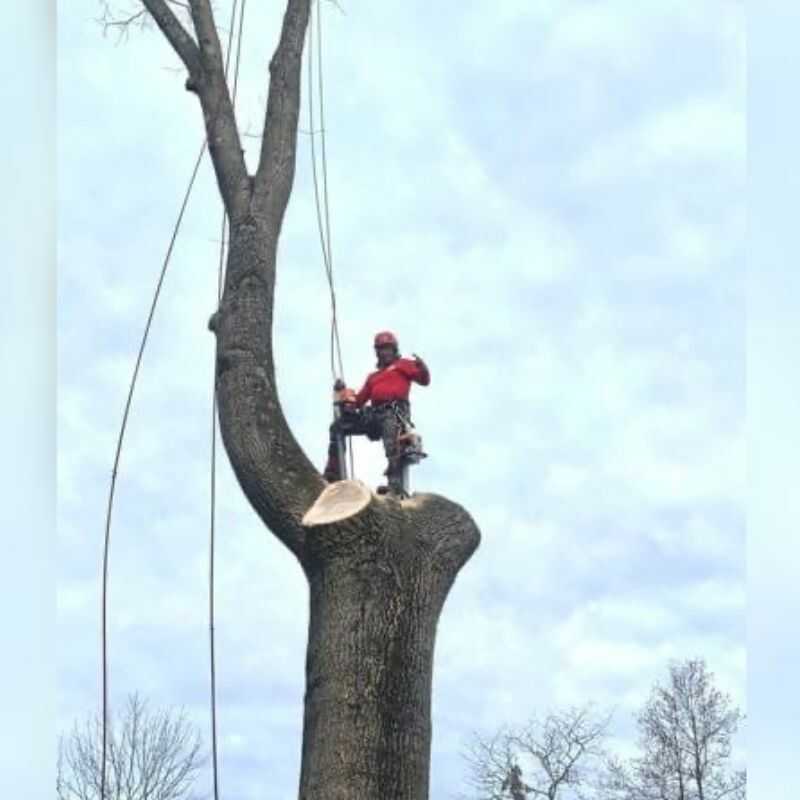 Gallery of Our Tree Service Project-R&W Tree Service LLC (15)